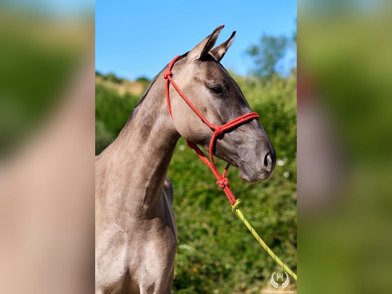 Lusitanos Mix Stute 3 Jahre 158 cm Grullo in Navalperal De Pinares