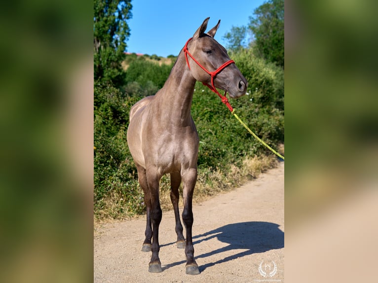 Lusitanos Mix Stute 3 Jahre 158 cm Grullo in Navalperal De Pinares