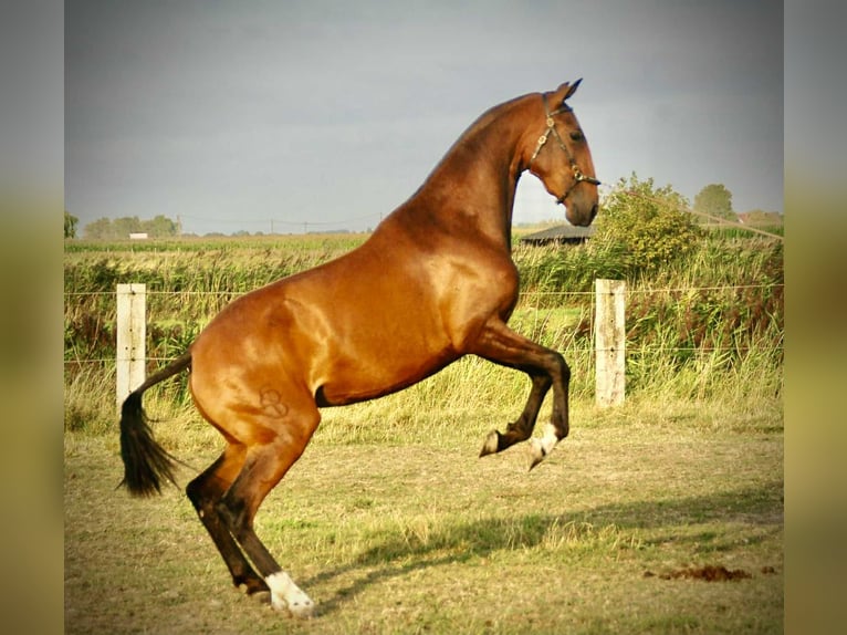 Lusitanos Stute 3 Jahre 160 cm Brauner in Bredene