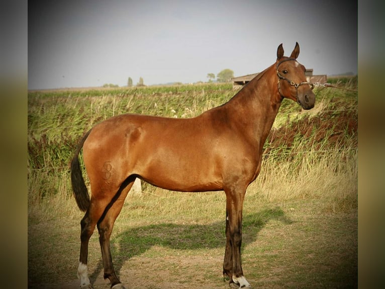 Lusitanos Stute 3 Jahre 160 cm Brauner in Bredene