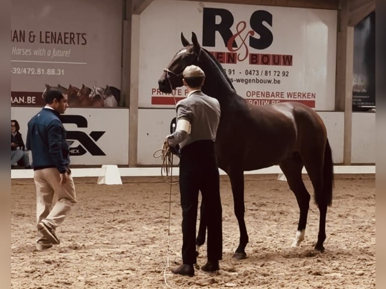 Lusitanos Stute 3 Jahre 160 cm Brauner in Bredene