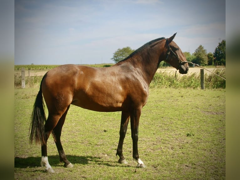 Lusitanos Stute 3 Jahre 160 cm Brauner in Bredene