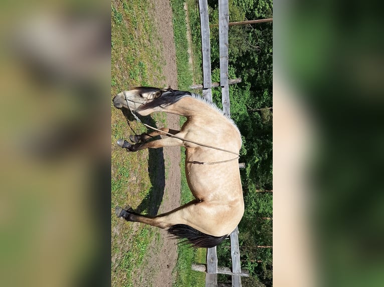 Lusitanos Mix Stute 3 Jahre 160 cm Buckskin in Buckow