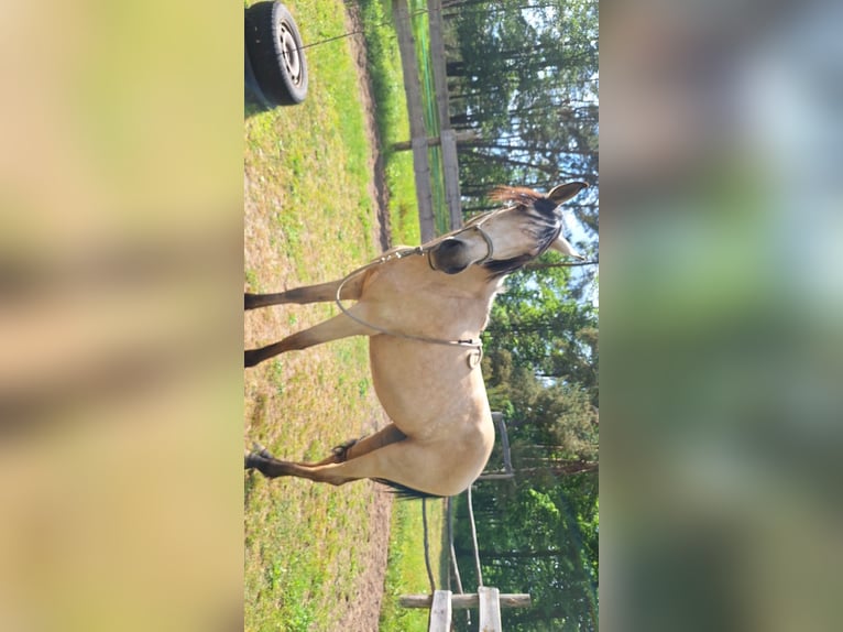 Lusitanos Mix Stute 3 Jahre 160 cm Buckskin in Buckow