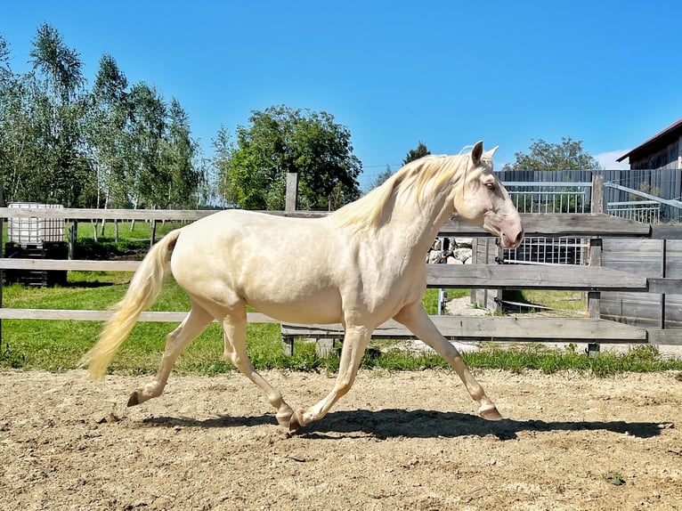 Lusitanos Stute 3 Jahre 160 cm Champagne in Franking