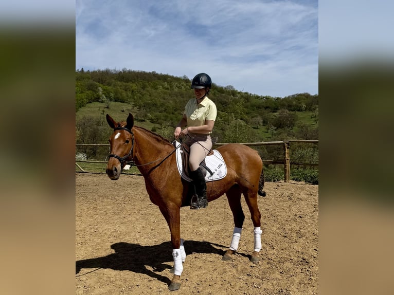 Lusitanos Stute 3 Jahre 160 cm Dunalino in Hýskov