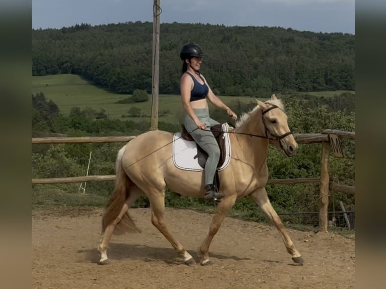 Lusitanos Stute 3 Jahre 160 cm Dunalino in Hýskov
