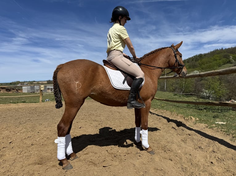 Lusitanos Stute 3 Jahre 160 cm Dunalino in Hýskov