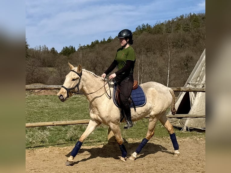 Lusitanos Stute 3 Jahre 160 cm Dunalino in Hýskov