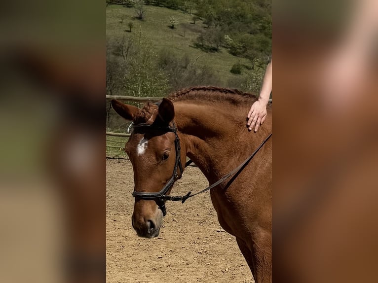 Lusitanos Stute 3 Jahre 160 cm Dunalino in Hýskov