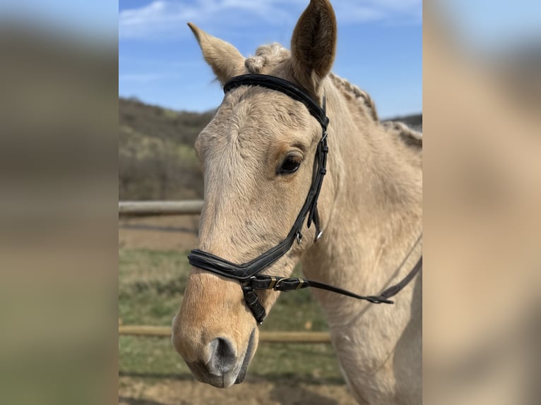 Lusitanos Stute 3 Jahre 160 cm Dunalino in Hýskov