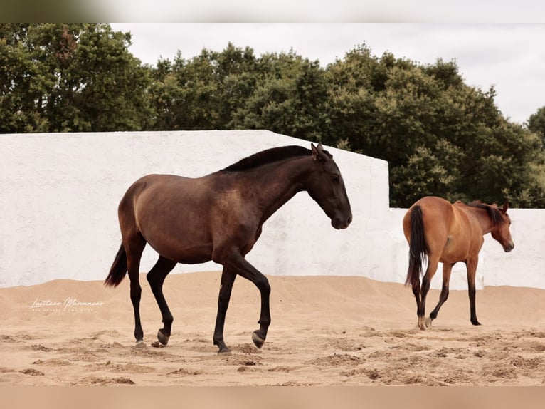 Lusitanos Stute 3 Jahre 160 cm Rappe in Rio Maior
