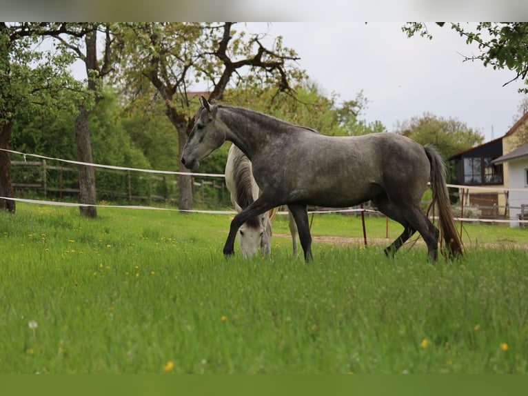 Lusitanos Stute 3 Jahre 160 cm Schimmel in Heiligenstadt