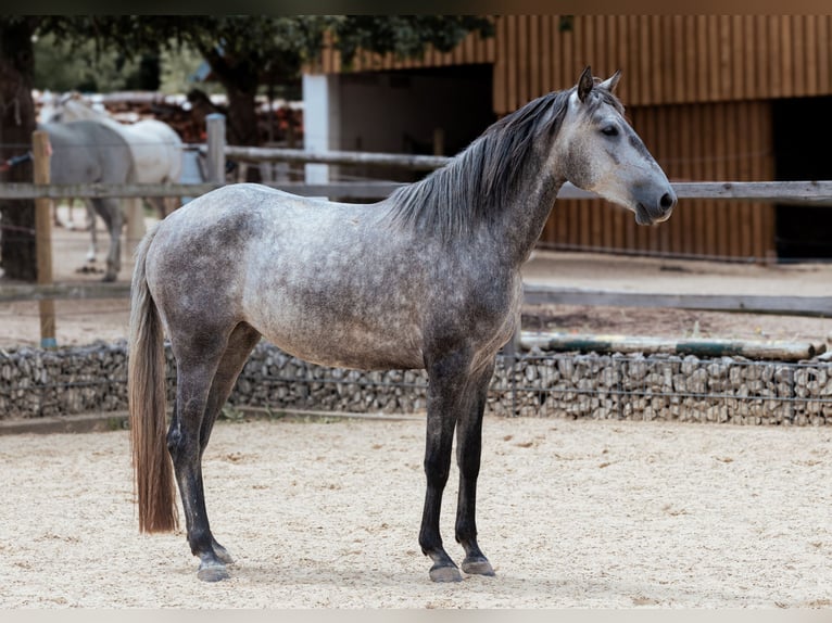 Lusitanos Stute 3 Jahre 160 cm Schimmel in Heiligenstadt
