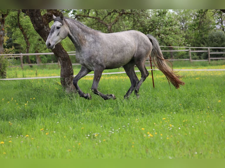 Lusitanos Stute 3 Jahre 160 cm Schimmel in Heiligenstadt