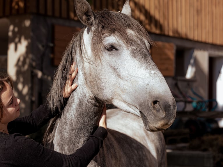 Lusitanos Stute 3 Jahre 160 cm Schimmel in Heiligenstadt