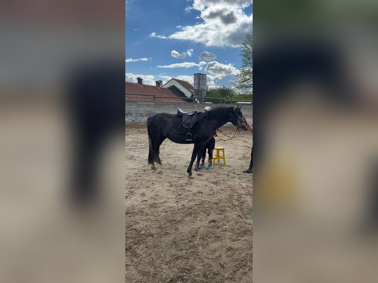 Lusitanos Stute 3 Jahre 160 cm Schimmel in Lužice