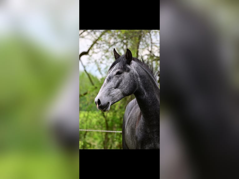 Lusitanos Stute 3 Jahre 160 cm Schimmel in Lužice