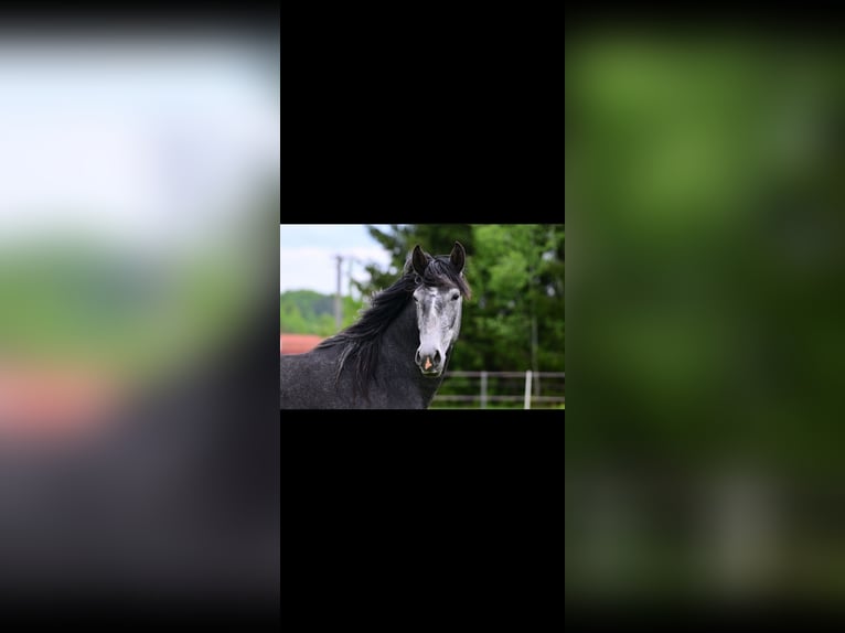 Lusitanos Stute 3 Jahre 160 cm Schimmel in Lužice