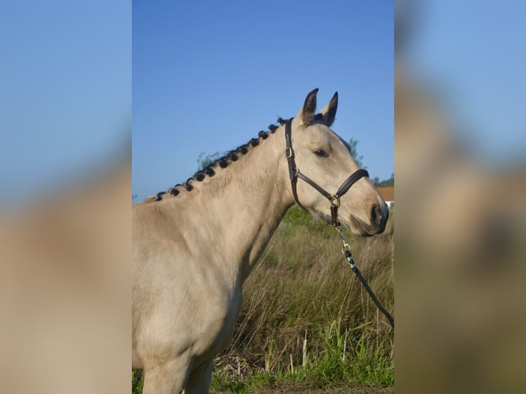 Lusitanos Stute 3 Jahre 161 cm Buckskin in Nazaré