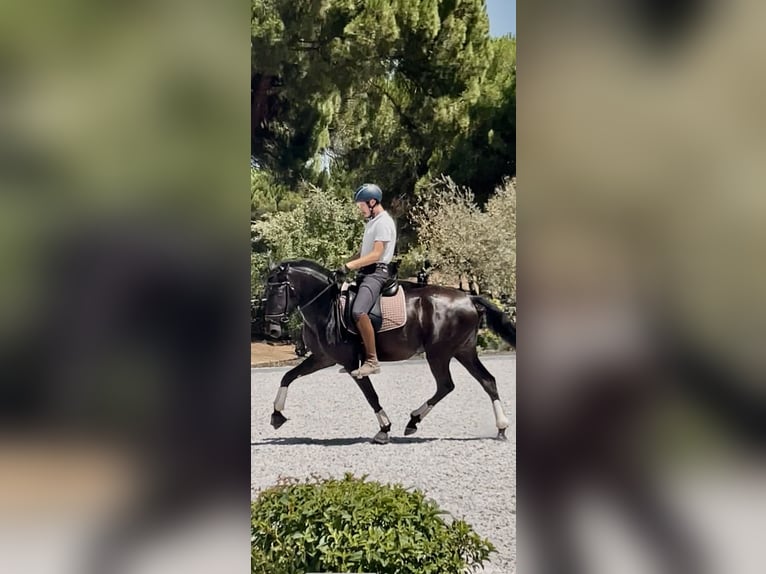 Lusitanos Stute 3 Jahre 161 cm Rappe in St. Estevao