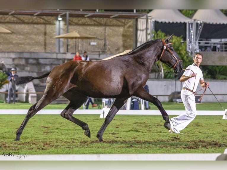 Lusitanos Stute 3 Jahre 161 cm Rappe in St. Estevao