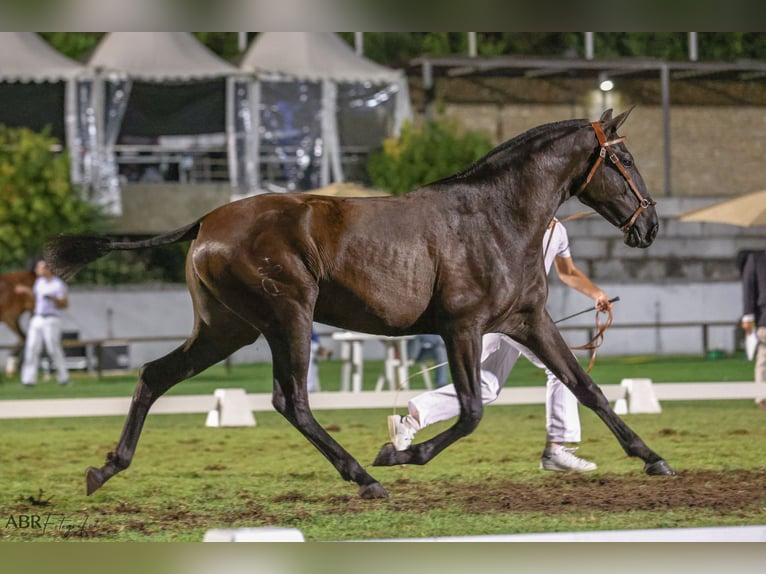 Lusitanos Stute 3 Jahre 161 cm Rappe in St. Estevao
