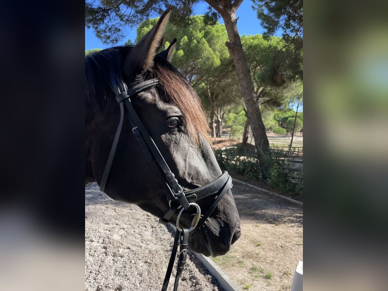 Lusitanos Stute 3 Jahre 161 cm Rappe in Vale do Pau Queimado
