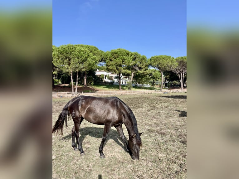 Lusitanos Stute 3 Jahre 161 cm Rappe in Vale do Pau Queimado