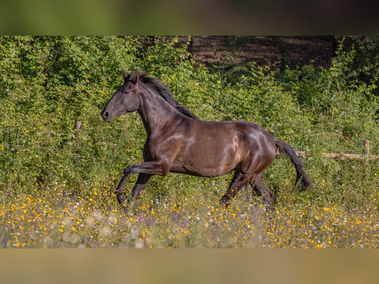 Lusitanos Stute 3 Jahre 161 cm Rappe in Vale do Pau Queimado