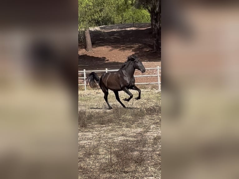 Lusitanos Stute 3 Jahre 161 cm Rappe in Vale do Pau Queimado