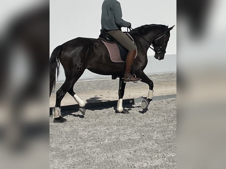 Lusitanos Stute 3 Jahre 161 cm Rappe in Vale do Pau Queimado