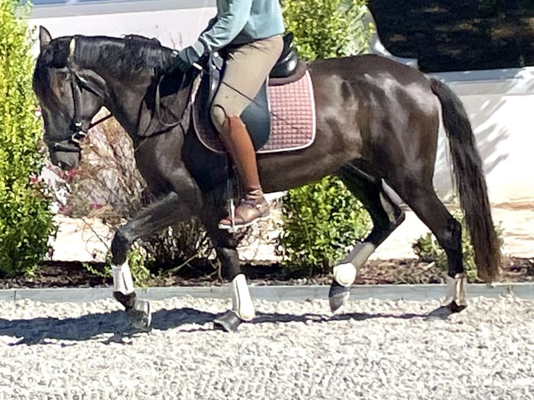 Lusitanos Stute 3 Jahre 161 cm Rappe in Vale do Pau Queimado