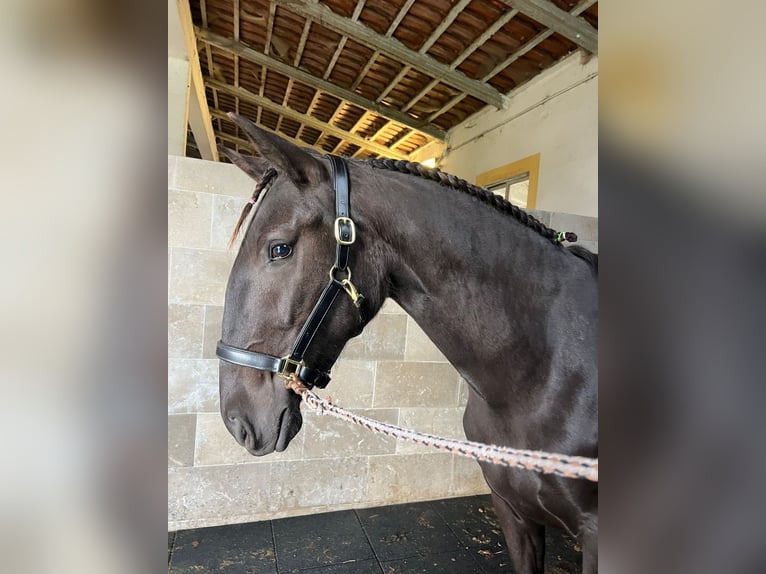 Lusitanos Stute 3 Jahre 161 cm Rappe in RIO MAIOR