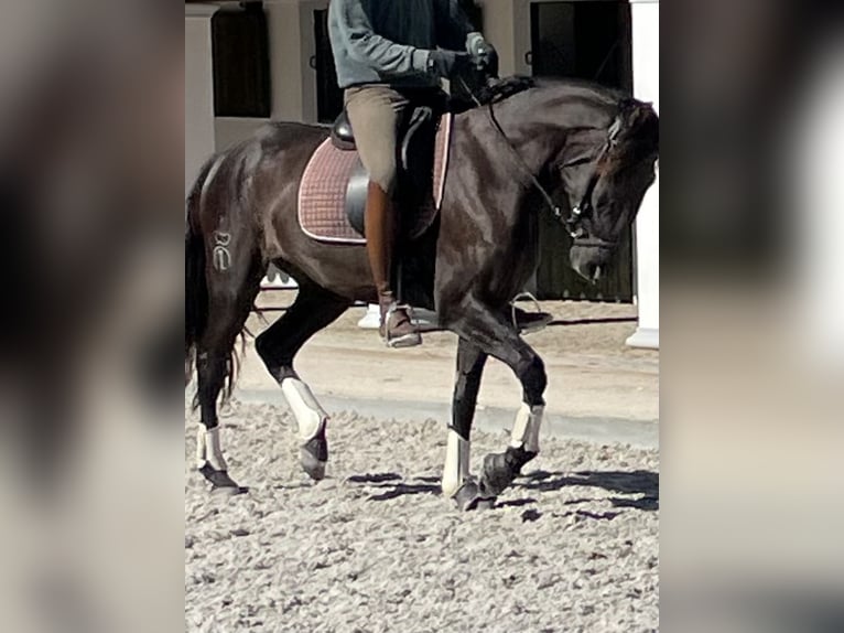 Lusitanos Stute 3 Jahre 161 cm Rappe in Vale do Pau Queimado