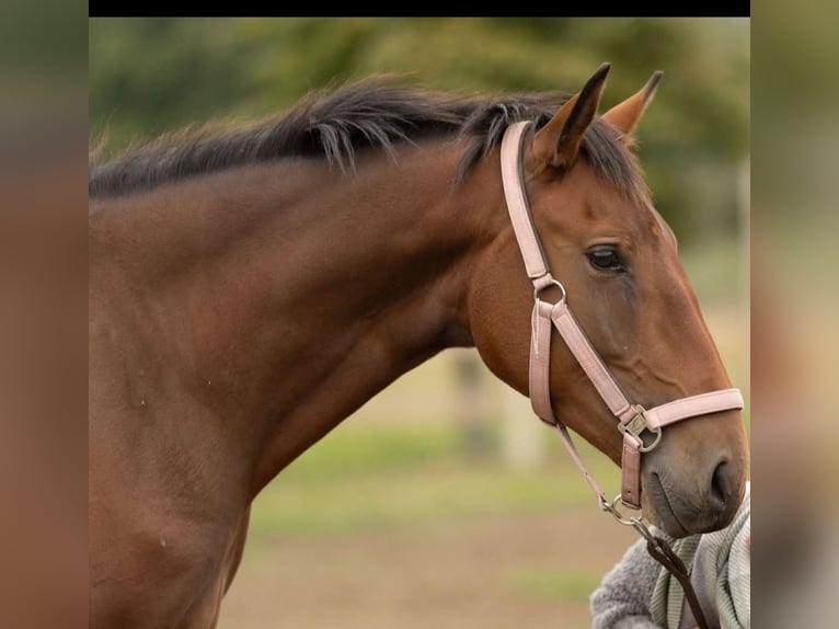 Lusitanos Stute 3 Jahre 162 cm Brauner in Thyrow
