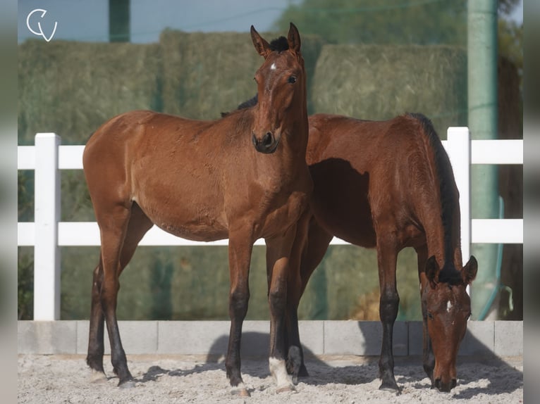 Lusitanos Stute 3 Jahre 162 cm Rotbrauner in Água Derramada