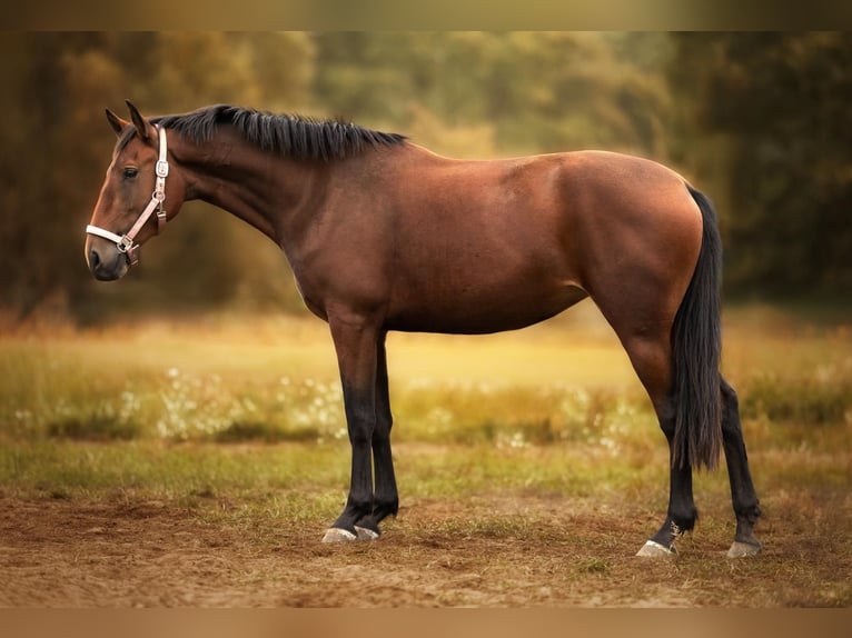 Lusitanos Stute 3 Jahre 163 cm Brauner in Ludwigsfelde Lusitanos Stute 3 Jahre 163 cm Brauner in Ludwigsfelde