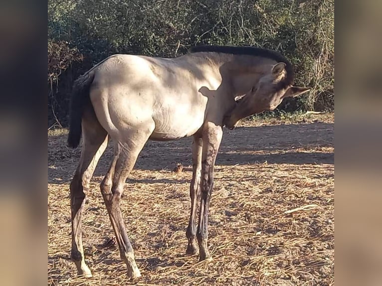 Lusitanos Stute 3 Jahre 163 cm Grullo in Malaga