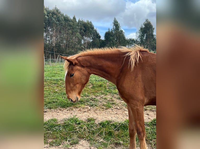Lusitanos Stute 3 Jahre 164 cm Fuchs in Caldas da Rainha