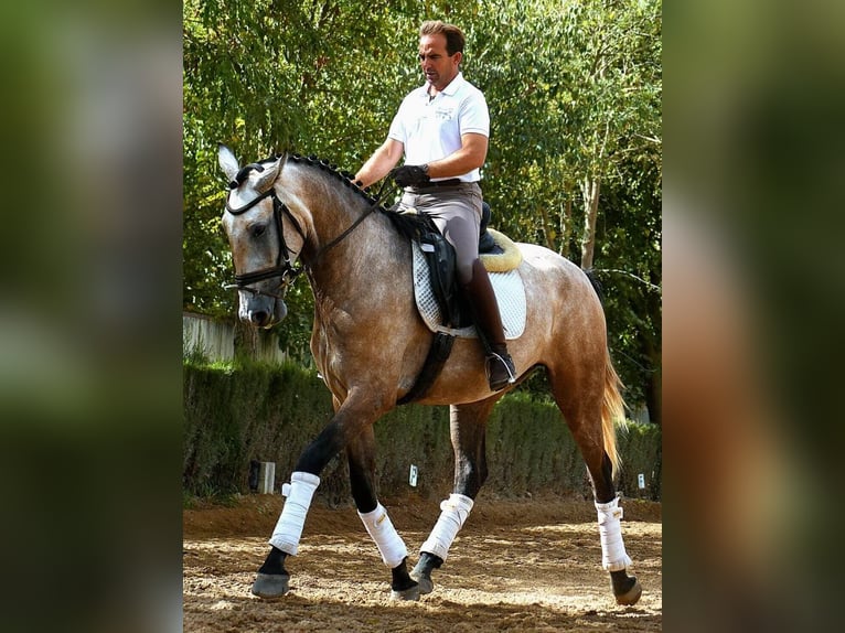 Lusitanos Mix Stute 3 Jahre 172 cm Schimmel in SEVILLA