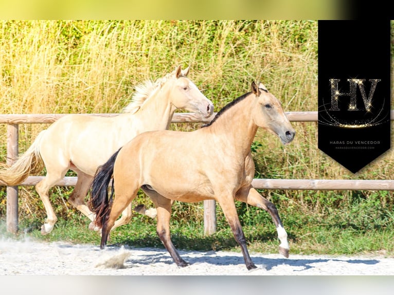 Lusitanos Stute 3 Jahre Buckskin in Marly-sous-Issy