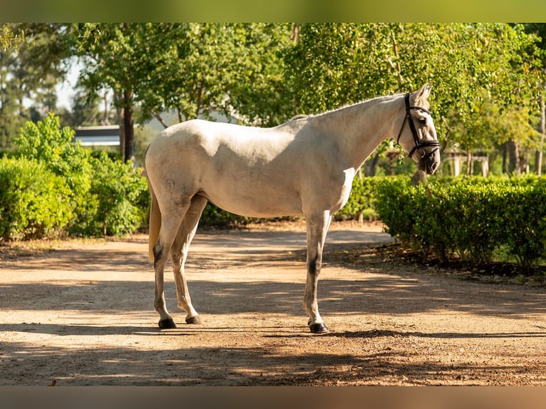 Lusitanos Stute 3 Jahre Schimmel in Magnolia