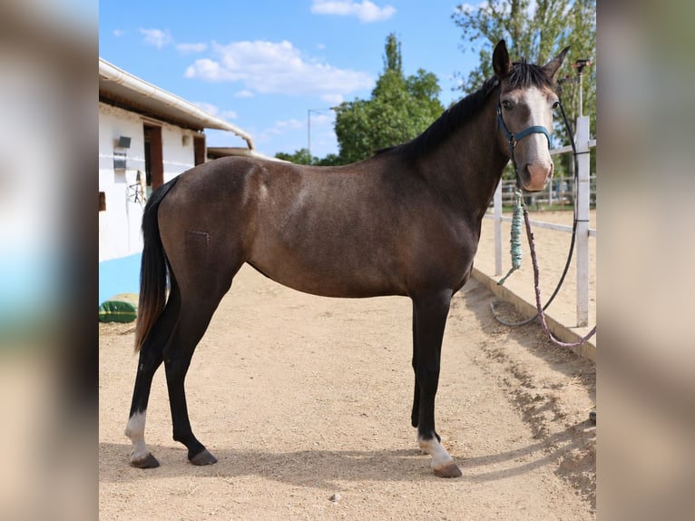 Lusitanos Stute 3 Jahre Schimmel in Elvas