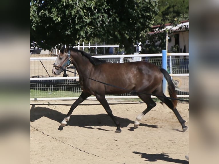 Lusitanos Stute 3 Jahre Schimmel in Elvas