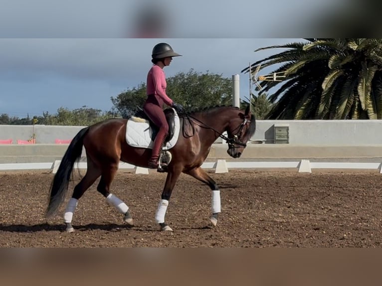 Lusitanos Stute 4 Jahre 147 cm Brauner in San Cristobal De La Laguna Lusitanos Stute 4 Jahre 147 cm Brauner in San Cristobal De La Laguna
