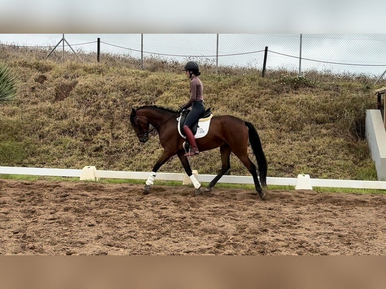 Lusitanos Stute 4 Jahre 150 cm Brauner in San Cristobal De La Laguna