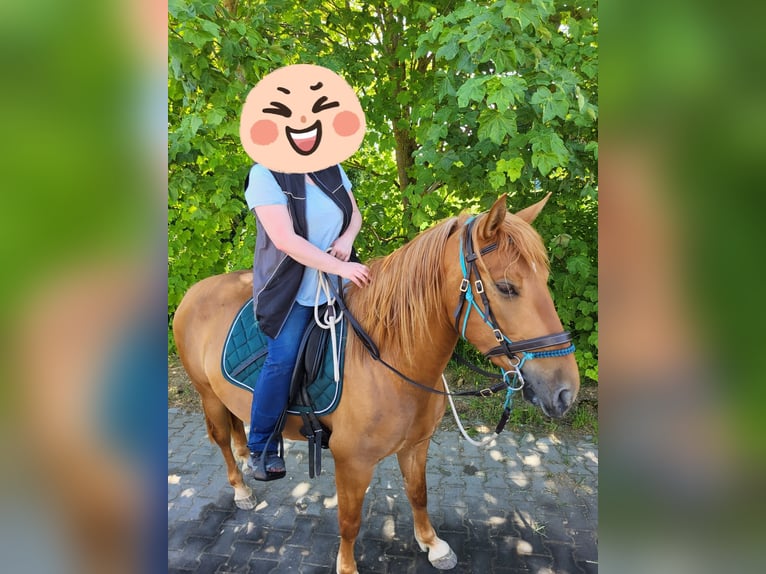 Lusitanos Mix Stute 4 Jahre 150 cm Fuchs in Riedenburg