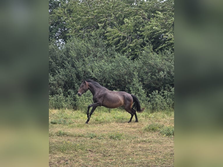 Lusitanos Stute 4 Jahre 155 cm Brauner in Joiselle