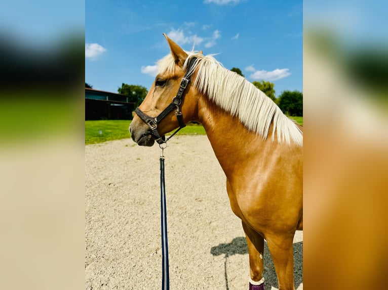 Lusitanos Stute 4 Jahre 155 cm Palomino in Gelsenkirchen